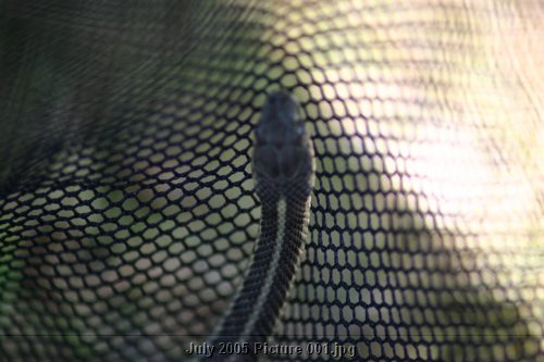 Picture 001.jpg