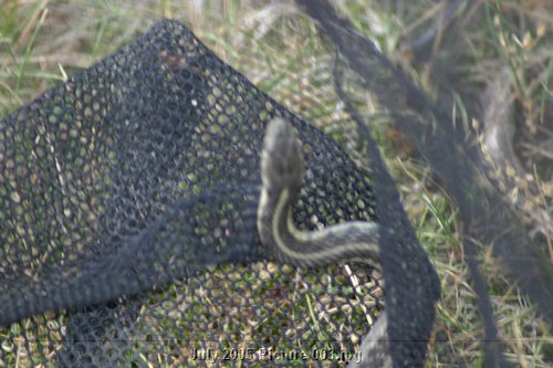 Picture 003.jpg