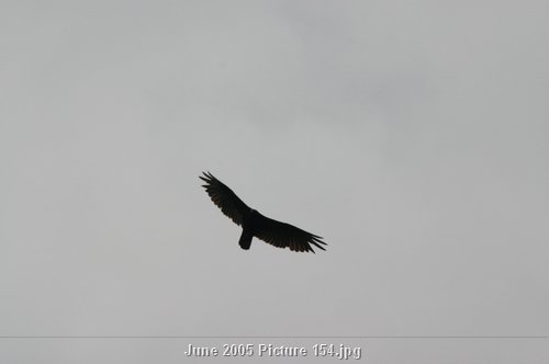 Picture 154.jpg