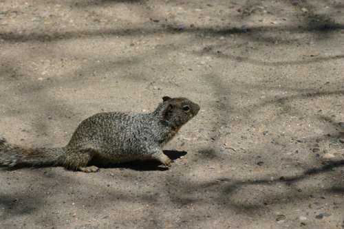 2007 Arizona 050.jpg