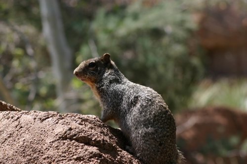 2007 Arizona 055.jpg