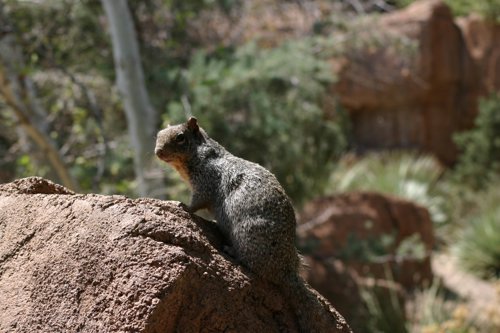 2007 Arizona 056.jpg