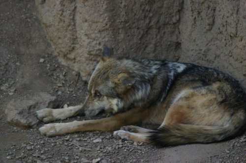 2007 Arizona 057.jpg