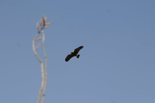2007 Arizona 071.jpg