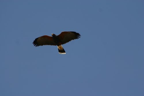 2007 Arizona 073.jpg