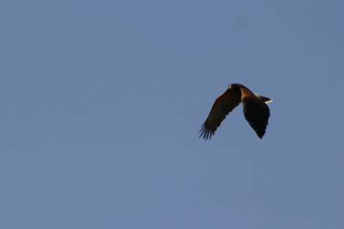 2007 Arizona 075.jpg