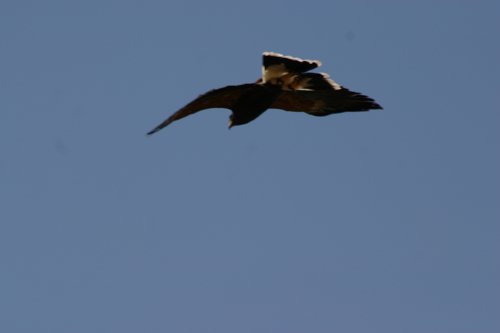 2007 Arizona 111.jpg
