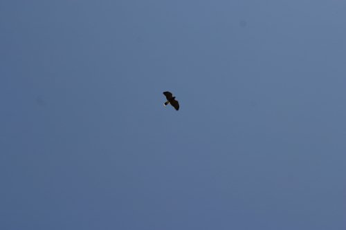 2007 Arizona 121.jpg