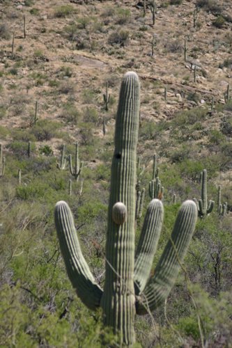 2007 Arizona 332.jpg