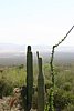 2007 Arizona 002.jpg