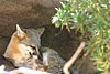 2007 Arizona 065.jpg