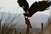 2007 Arizona 078.jpg