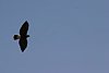 2007 Arizona 083.jpg