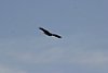 2007 Arizona 084.jpg