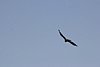 2007 Arizona 085.jpg