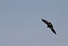 2007 Arizona 088.jpg