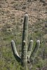 2007 Arizona 332.jpg