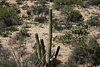 2007 Arizona 335.jpg