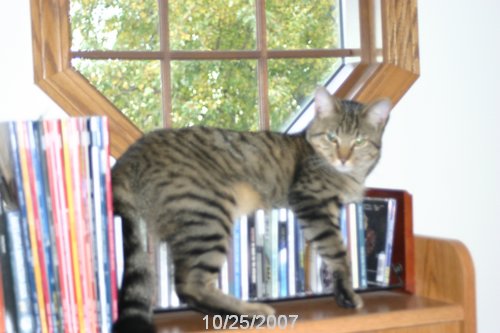 2007 October 037.jpg