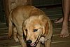 2007 October 027.jpg