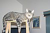 IMG_7132.JPG