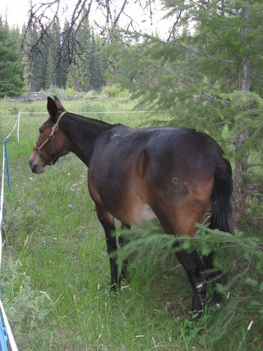 2008 Bob Marshall Wilderness Trip 045.jpg
