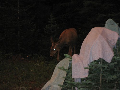 2008 Bob Marshall Wilderness Trip 088.jpg