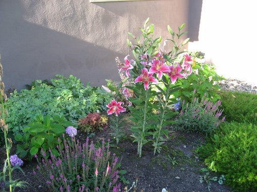 Backyard weedpatch.jpg