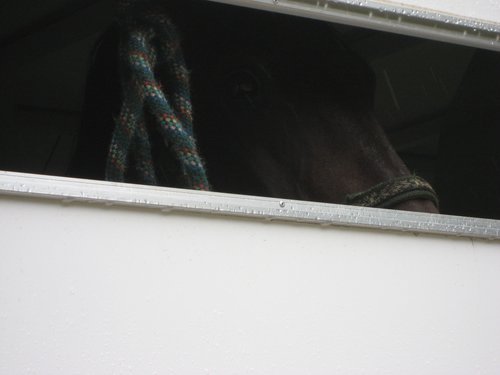 Baywood ready for his ride home.jpg