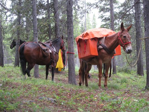 Baywood, Ben and Rusty patiently waiting while we have lunch.jpg