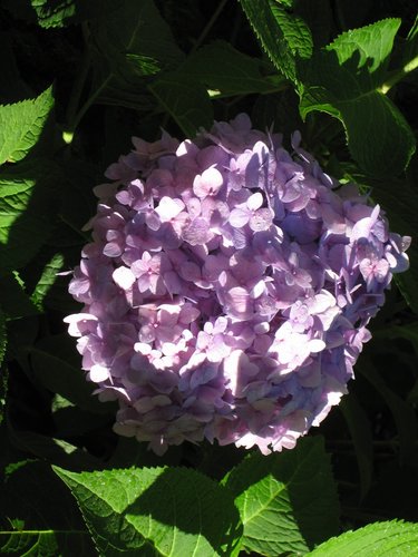 Hydrangea in backyard.jpg