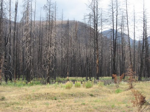 July 2007 wildfire damage.jpg