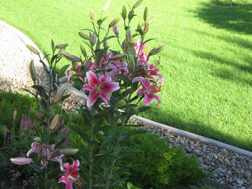 More Stargazer Lillies.jpg