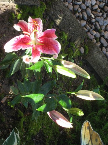 Stargazer Lilly in backyard.jpg