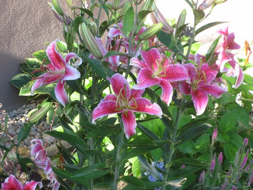 Stargazer lillies.jpg