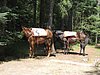 2008 Bob Marshall Wilderness Trip 005.jpg