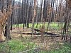 2008 Bob Marshall Wilderness Trip 018.jpg