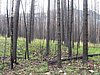 2008 Bob Marshall Wilderness Trip 189.jpg