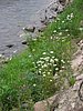 2008 Bob Marshall Wilderness Trip 192.jpg