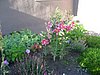 Backyard weedpatch.jpg