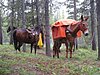 Baywood, Ben and Rusty patiently waiting while we have lunch.jpg