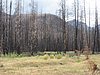 July 2007 wildfire damage.jpg