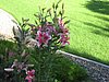 More Stargazer Lillies.jpg