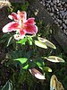 Stargazer Lilly in backyard.jpg
