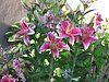 Stargazer lillies.jpg