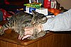 IMG_7081.JPG
