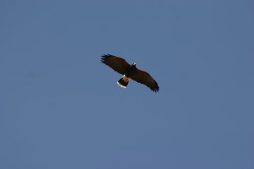 2007 Arizona 077.jpg