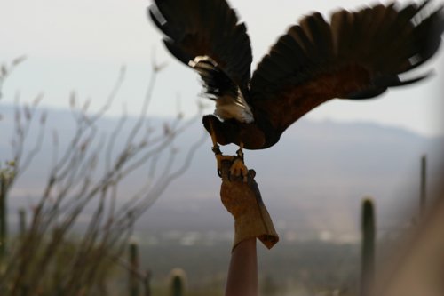 2007 Arizona 078.jpg