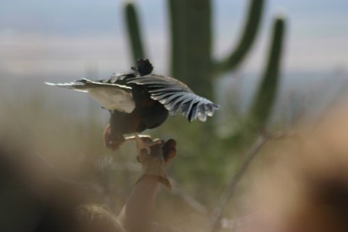 2007 Arizona 082.jpg