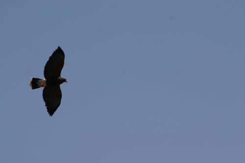 2007 Arizona 083.jpg